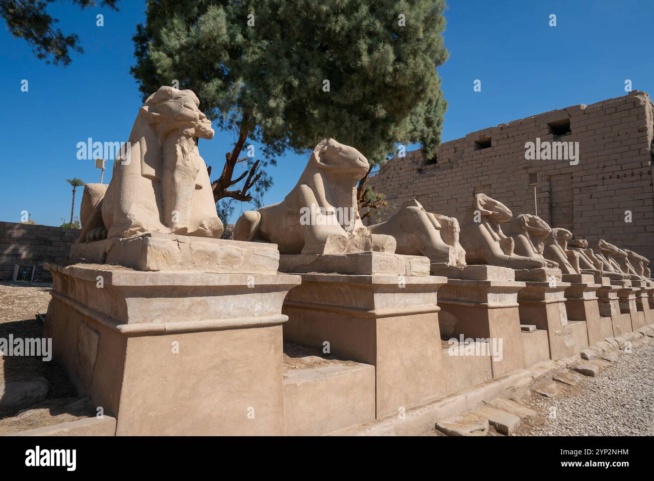 Avenue of Sphinxes, Tempelkomplex von Karnak, UNESCO-Weltkulturerbe, Theben, Ägypten, Nordafrika, Afrika Stockfoto