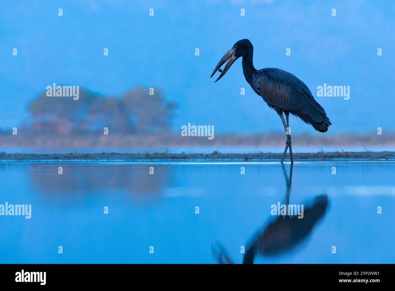 Afrikanischer Openbill (Anastomus lamelligerus), Zimanga Game Reserve, KwaZulu-Natal, Südafrika, Afrika Stockfoto