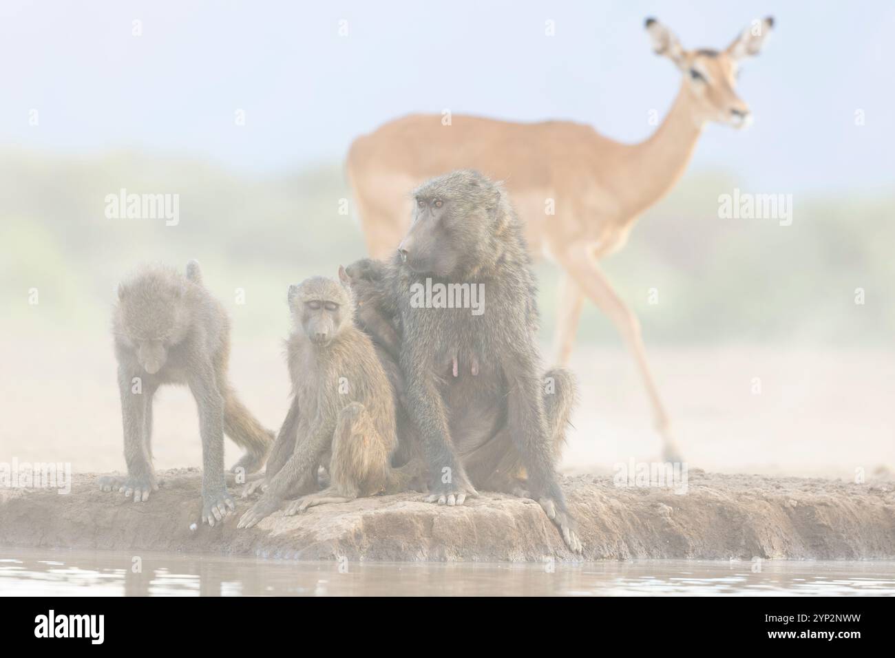 Olivenpaane (Papio anubis), Shompole, Kenia, Ostafrika, Afrika Stockfoto