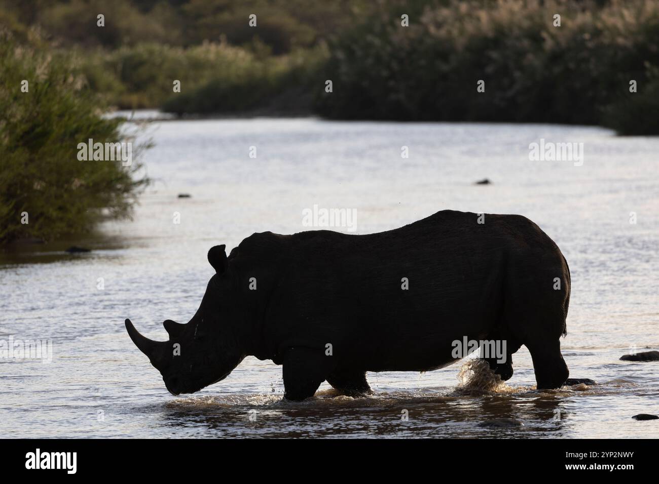 Weißes Nashorn (Ceratotherium simum) Silhouette, Zimanga Private Game Reserve, KwaZulu-Natal, Südafrika, Afrika Stockfoto