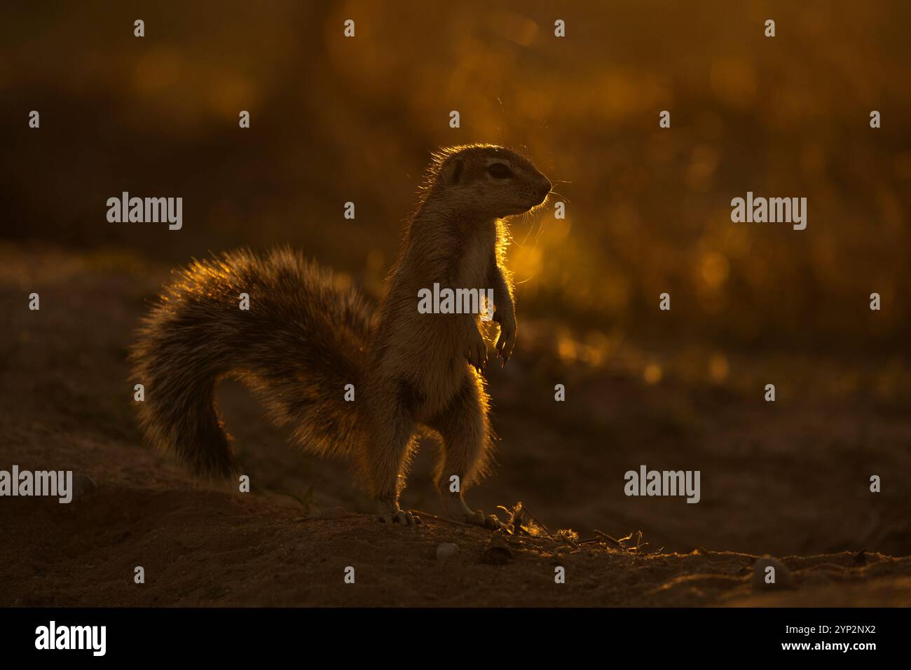 Eichhörnchen (Geosciurus inauris), Kgalagadi Transfrontier Park, Nordkap, Südafrika, Afrika Stockfoto