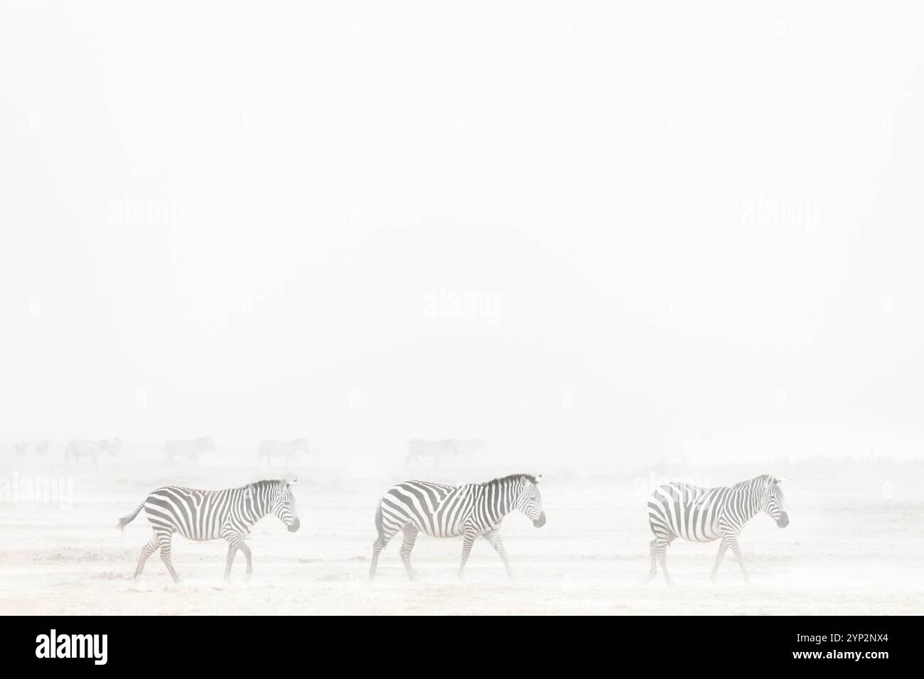 Plains Zebra (Equus quagga) im Staubsturm, Amboseli Nationalpark, Kenia, Ostafrika, Afrika Stockfoto