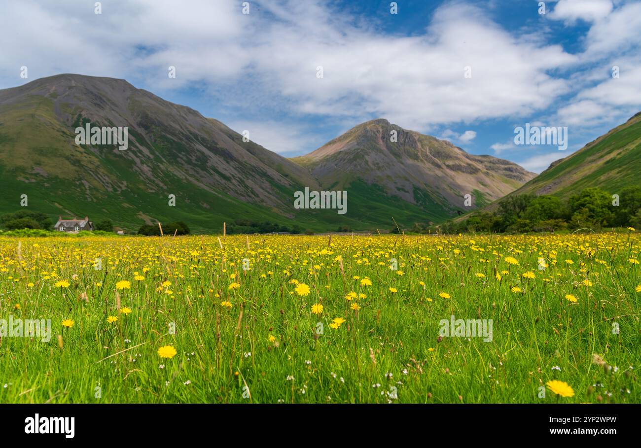 Wildblumenwiesen im Talgrund bei Wasdale Head, im Schatten des Great Gable. Cumbria, Großbritannien. Stockfoto