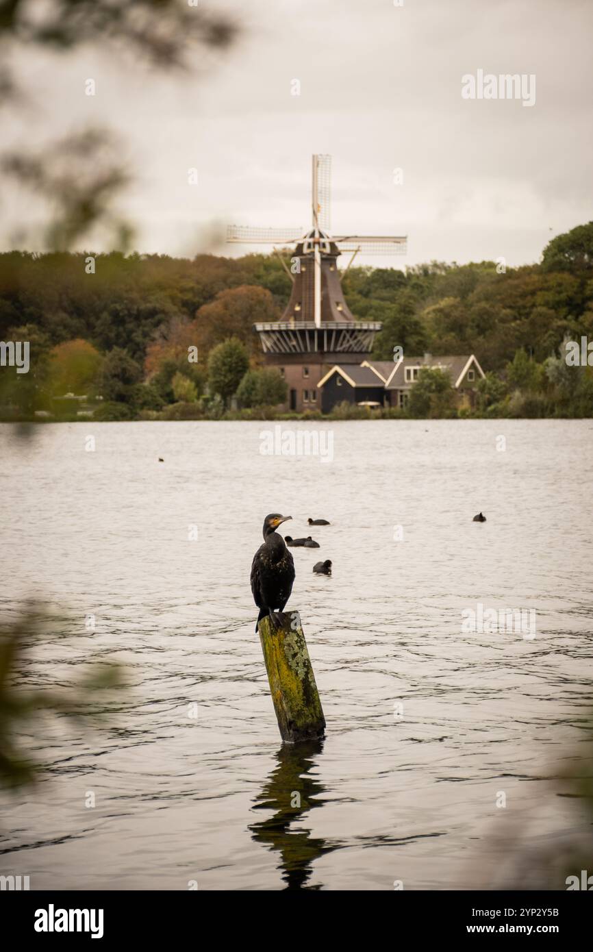 Windmill de STER oder The Star am Süßwassersee de Kralingse Plas in der Nähe von Rotterdam in den Niederlanden. Ikonisches, typisch holländisches Bild am grauen Tag Stockfoto