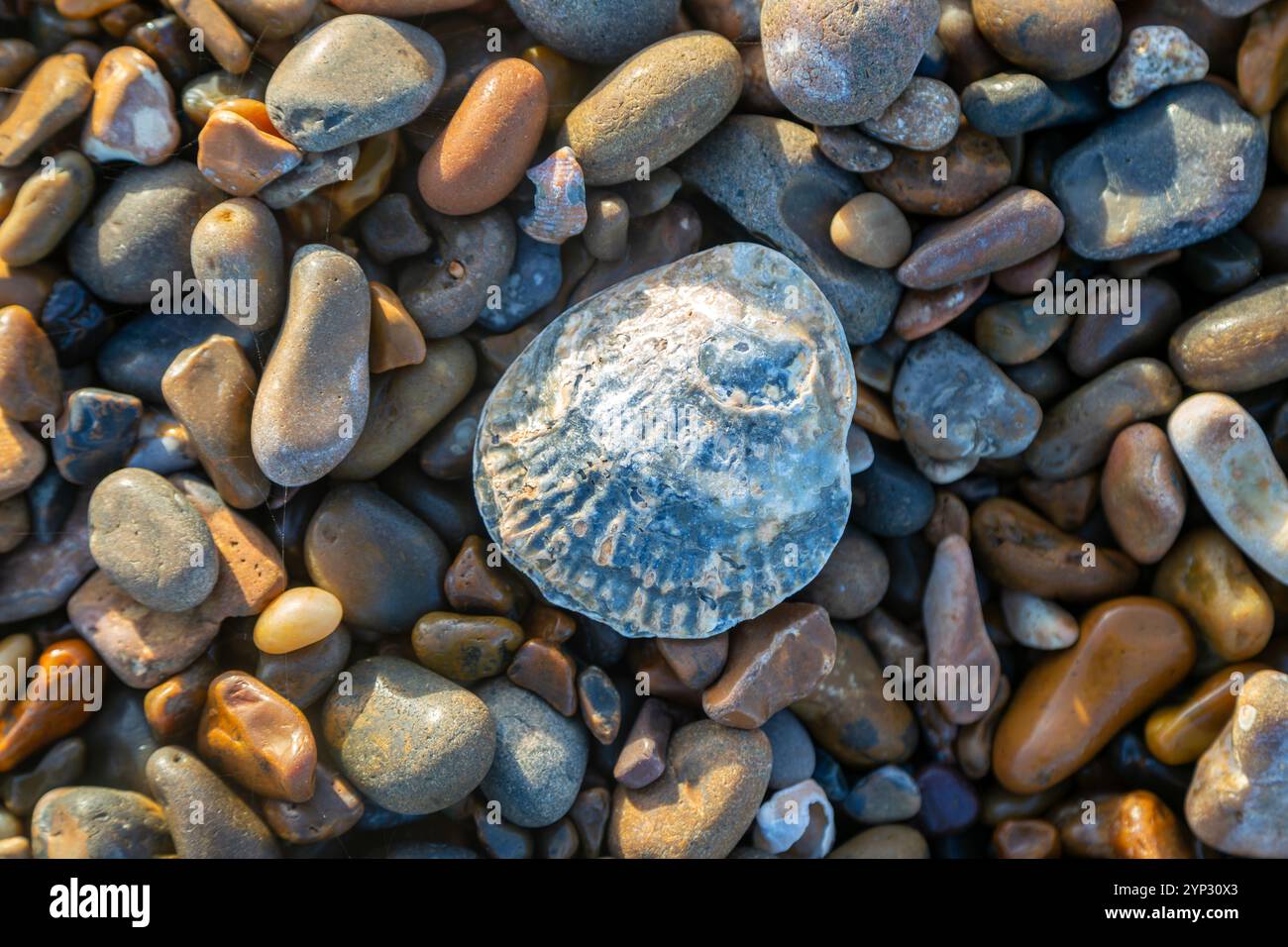 Blick von oben auf Austernschale und abgerundete Kieselsteine, Shingle Street, Hollesley Bay, Suffolk, England, UK Stockfoto