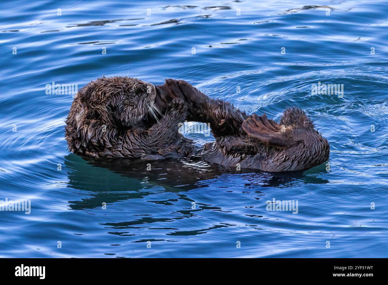 Seeotter (Enhydra lutris) schwimmend auf dem Wasser von Morro Bay, Kalifornien, mit einem Fuß an der Mündung. Stockfoto