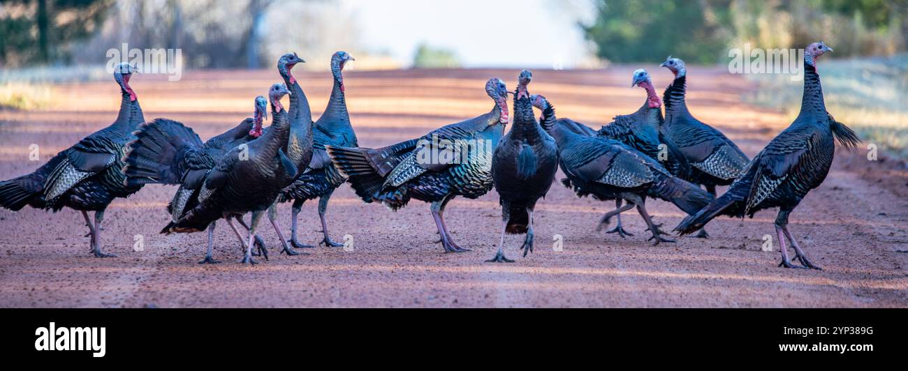 Östliche wilde truthahn (Meleagris gallopavo), die im Herbst auf einer Schotterstraße von Wisconsin stolpert, Panorama Stockfoto