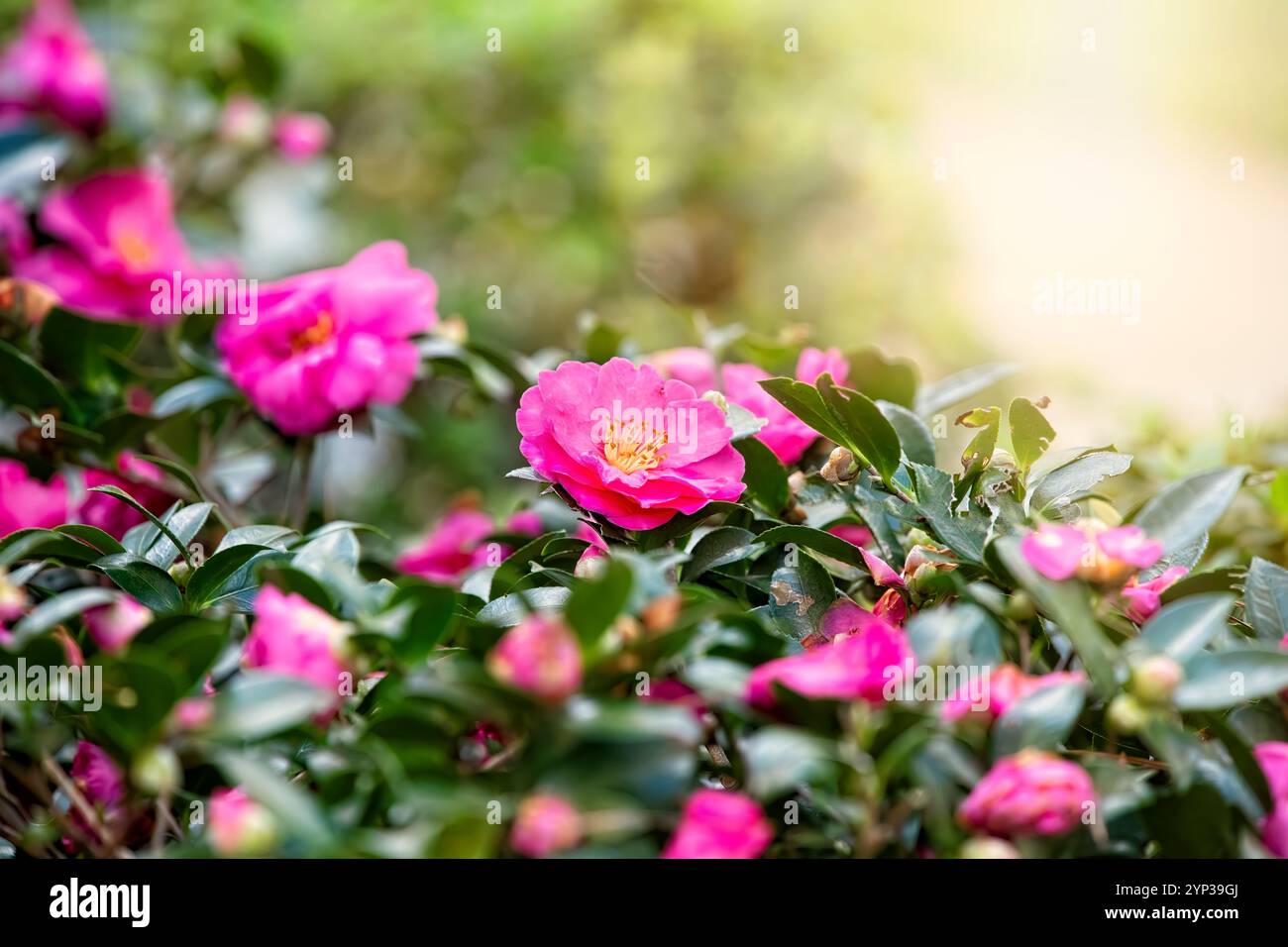Blühende rosafarbene Kamelie blüht auf einem Busch mit Sonnenschein im Hintergrund. Stockfoto
