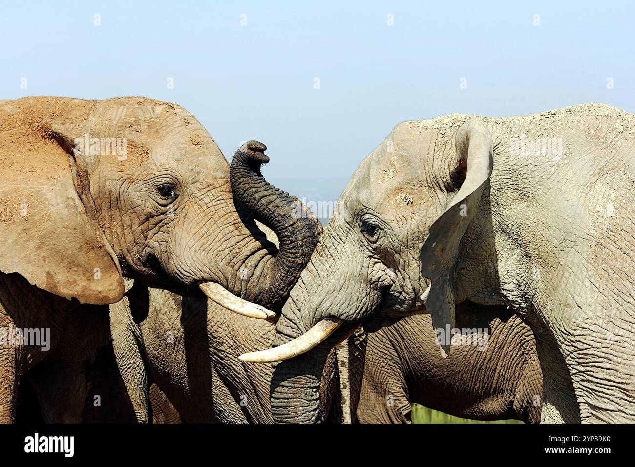 Ein Elefant im Krüger-Nationalpark wendet sich mit neugierigem Blick zur Kamera, während er mit einem Gefährten interagiert. Teil einer Wildlife-Serie mit zwei Fotos. Stockfoto