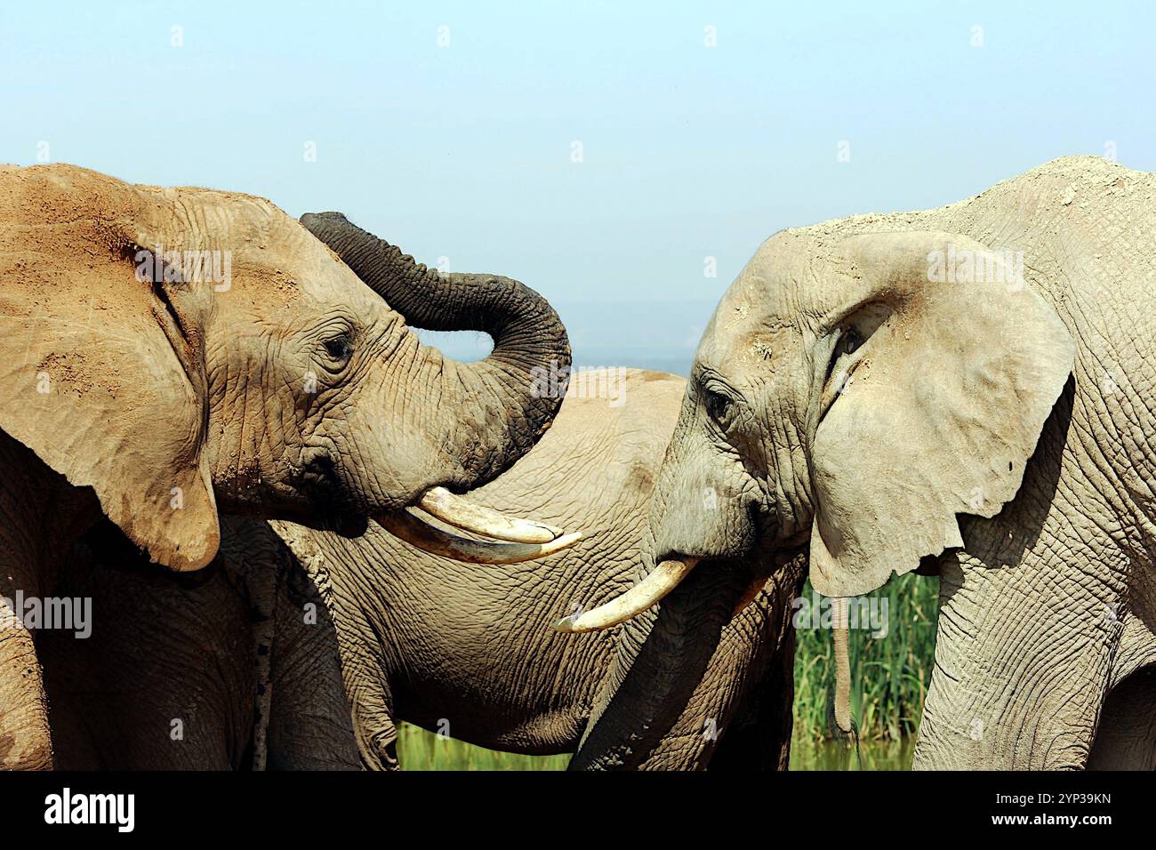 In diesem atemberaubenden Moment der Tierwelt im Kruger-Nationalpark, Südafrika, begegnen sich zwei Elefanten in einer anmutigen Darstellung von Verbundenheit und Harmonie Stockfoto