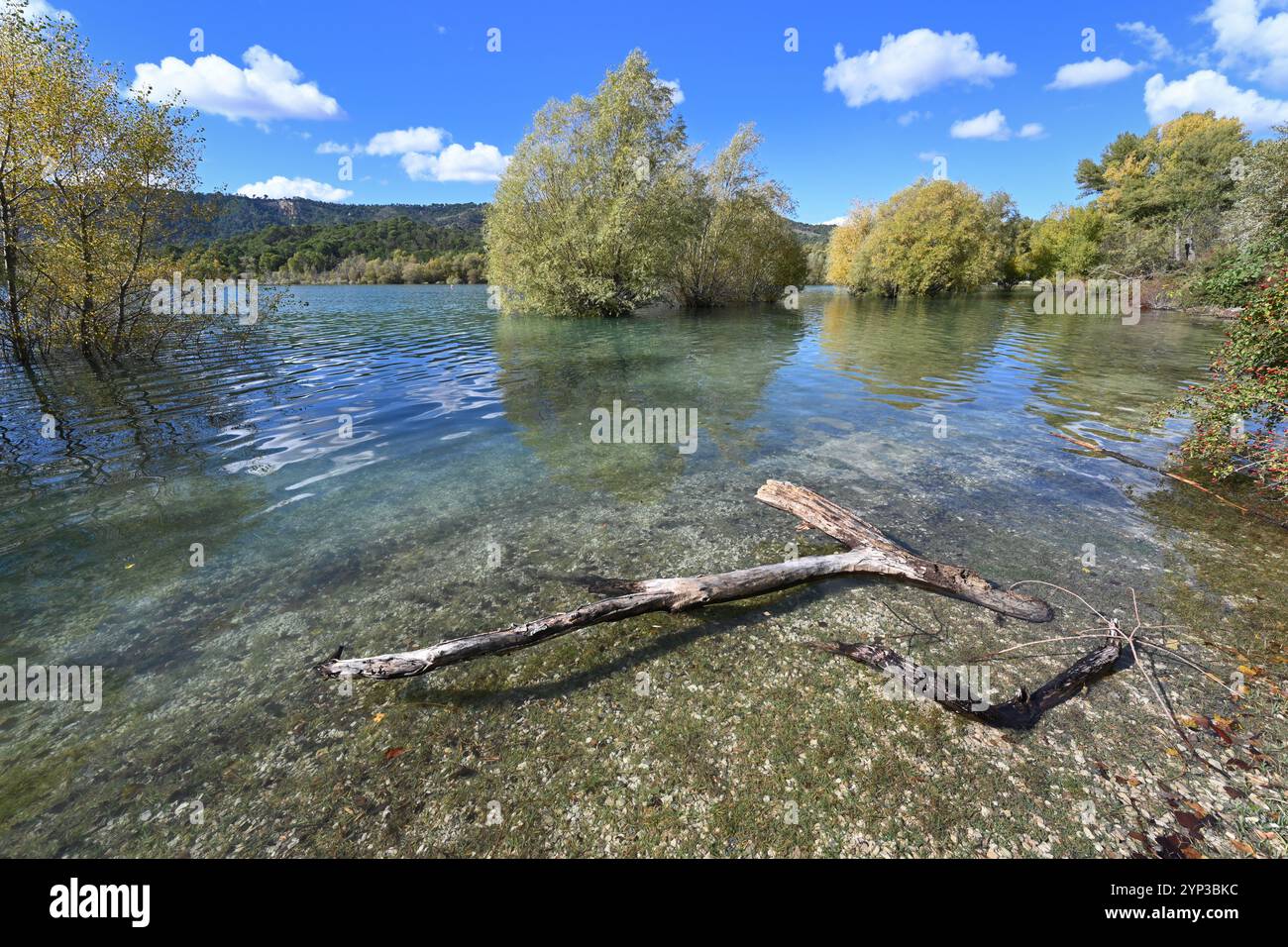 Untergetauchte Weiden im Naturschutzgebiet Le Bosquet d'Azur und Feuchtgebiet am nördlichen Ufer des Sees Sainte-Croix oder Lac de Sainte-Croix Var Provence Frankreich Stockfoto