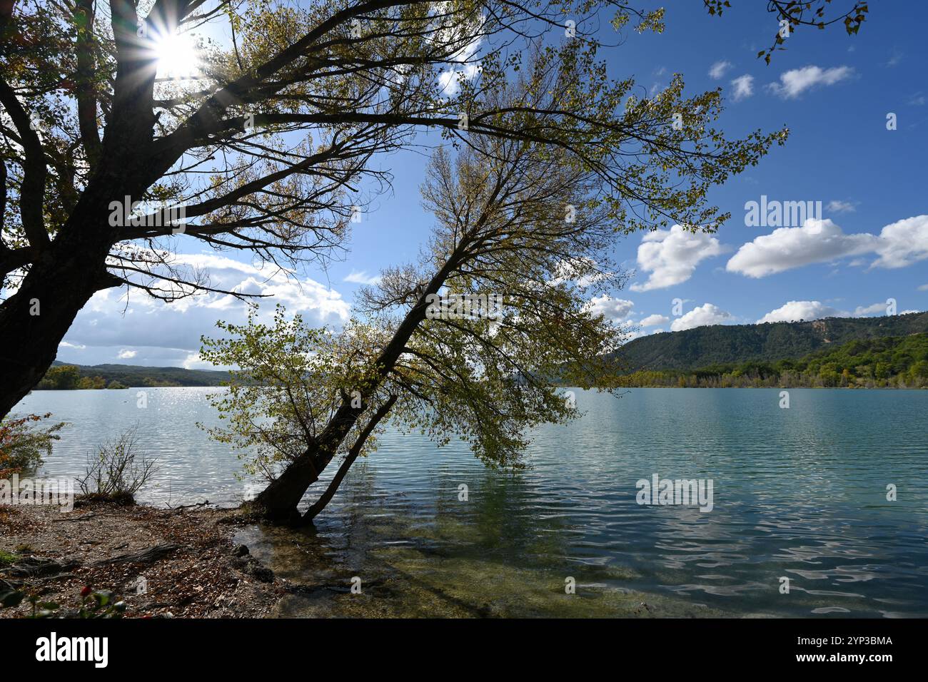 Naturschutzgebiet Le Bosquet d'Azur und Feuchtgebiet am nördlichen Ufer des Sees Sainte-Croix oder Lac de Sainte-Croix Var Provence Frankreich Stockfoto