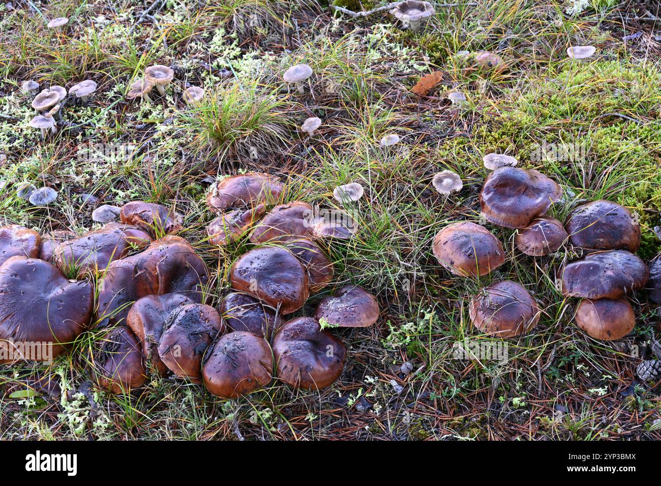 Gruppe von Tricholoma batschii-Pilzen syn Tricholoma fracticum, die mit einer geringen Anzahl von Tricholoma terreum oder Grauritterpilzen oder -Pilzen wachsen Stockfoto