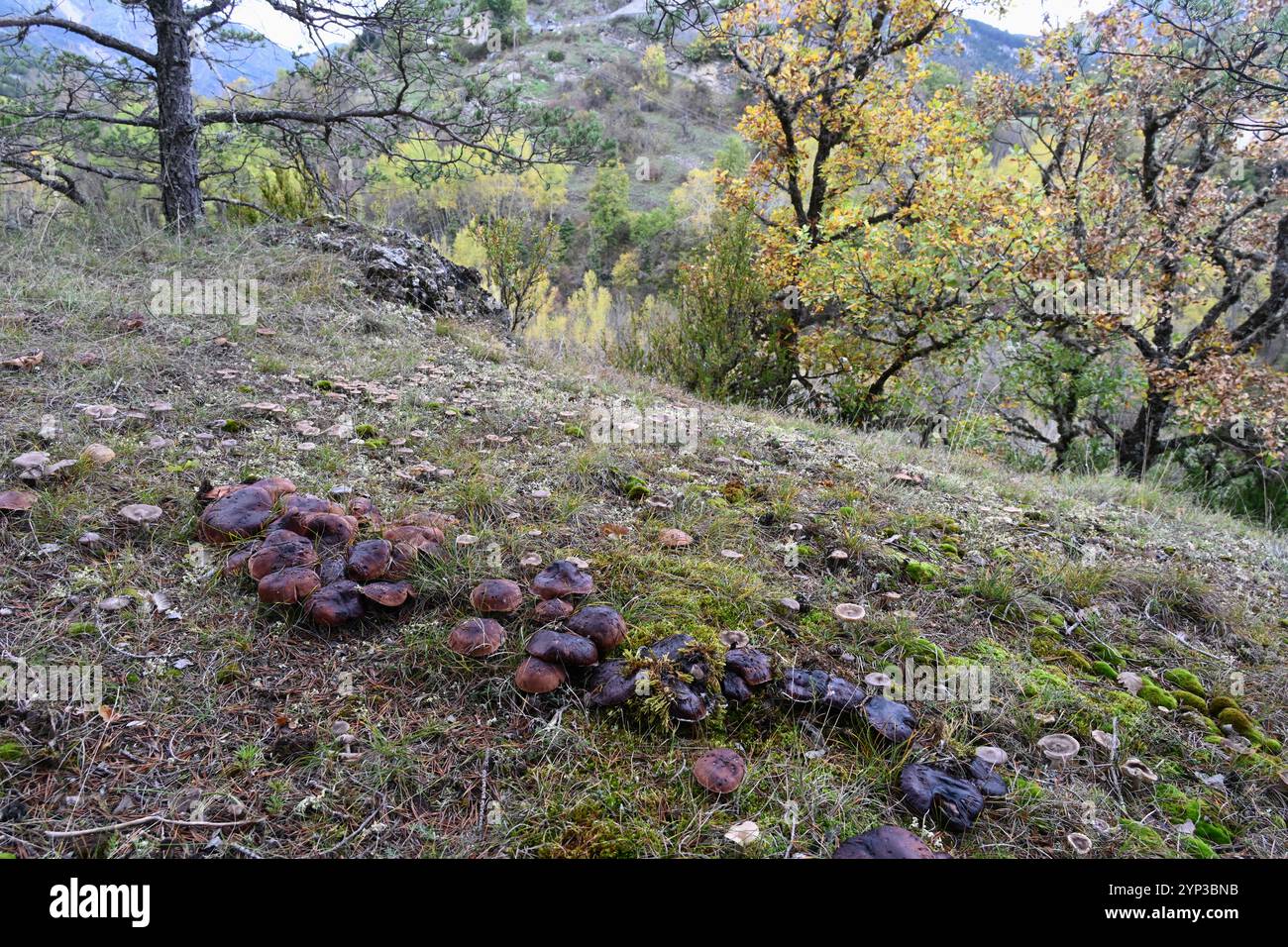 Gruppe oder Bogen von Tricholoma batschii Pilzen syn Tricholoma fracticum Teil eines größeren Feenrings oder Feenkreises Stockfoto