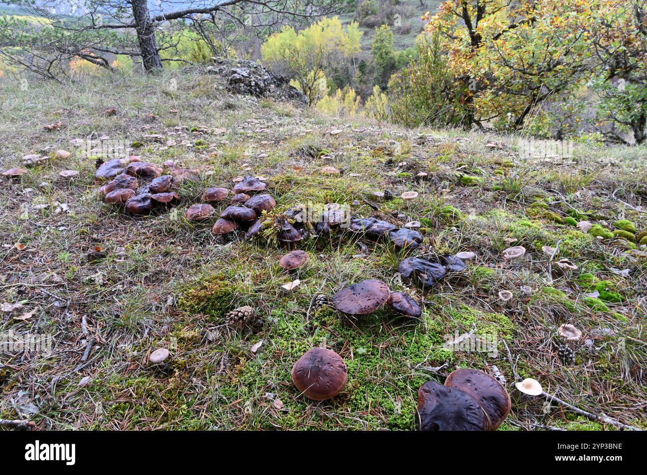 Gruppe oder Bogen von Tricholoma batschii Pilzen syn Tricholoma fracticum Teil eines größeren Feenrings oder Feenkreises Stockfoto
