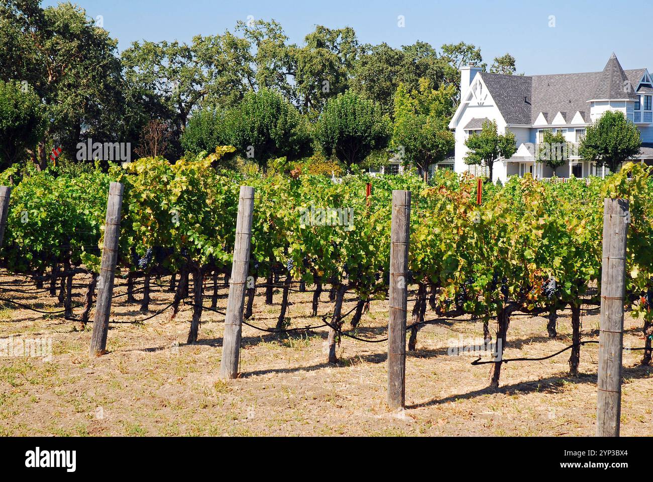 Ein Weinberg im Napa Valley Stockfoto