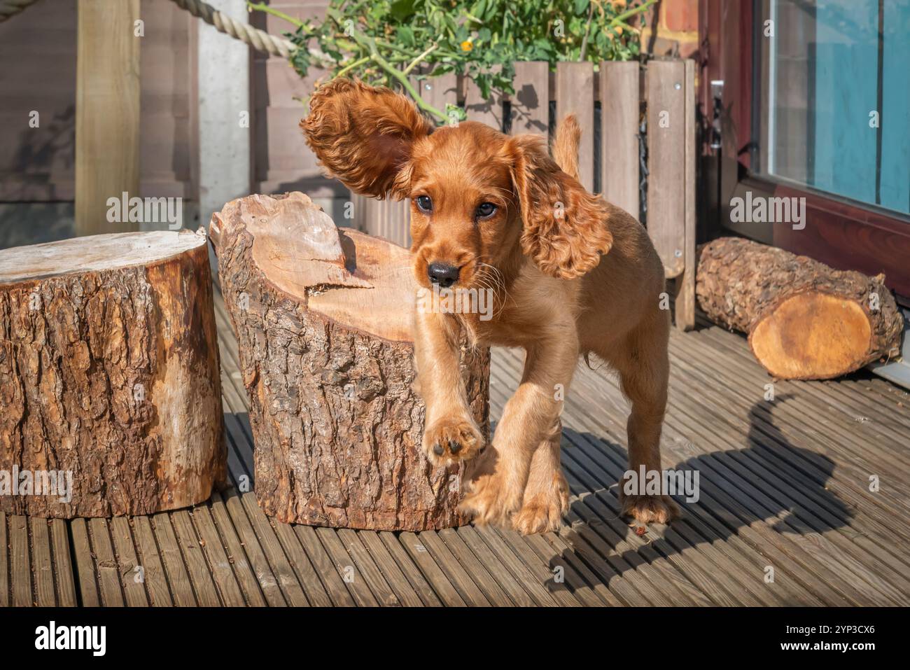 Golden Brown Cocker Spaniel Welpe im Garten in Surrey Stockfoto