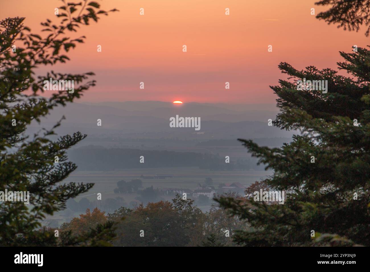 Sonnenuntergang in einem Wald Stockfoto