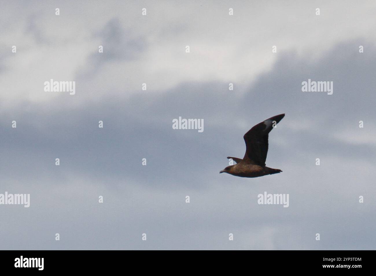 Chilenische Skua (Stercorarius chilensis) Stockfoto