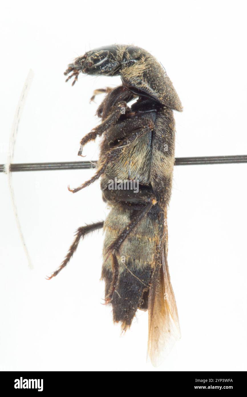 (Creophilus maxillosus villosus) Stockfoto