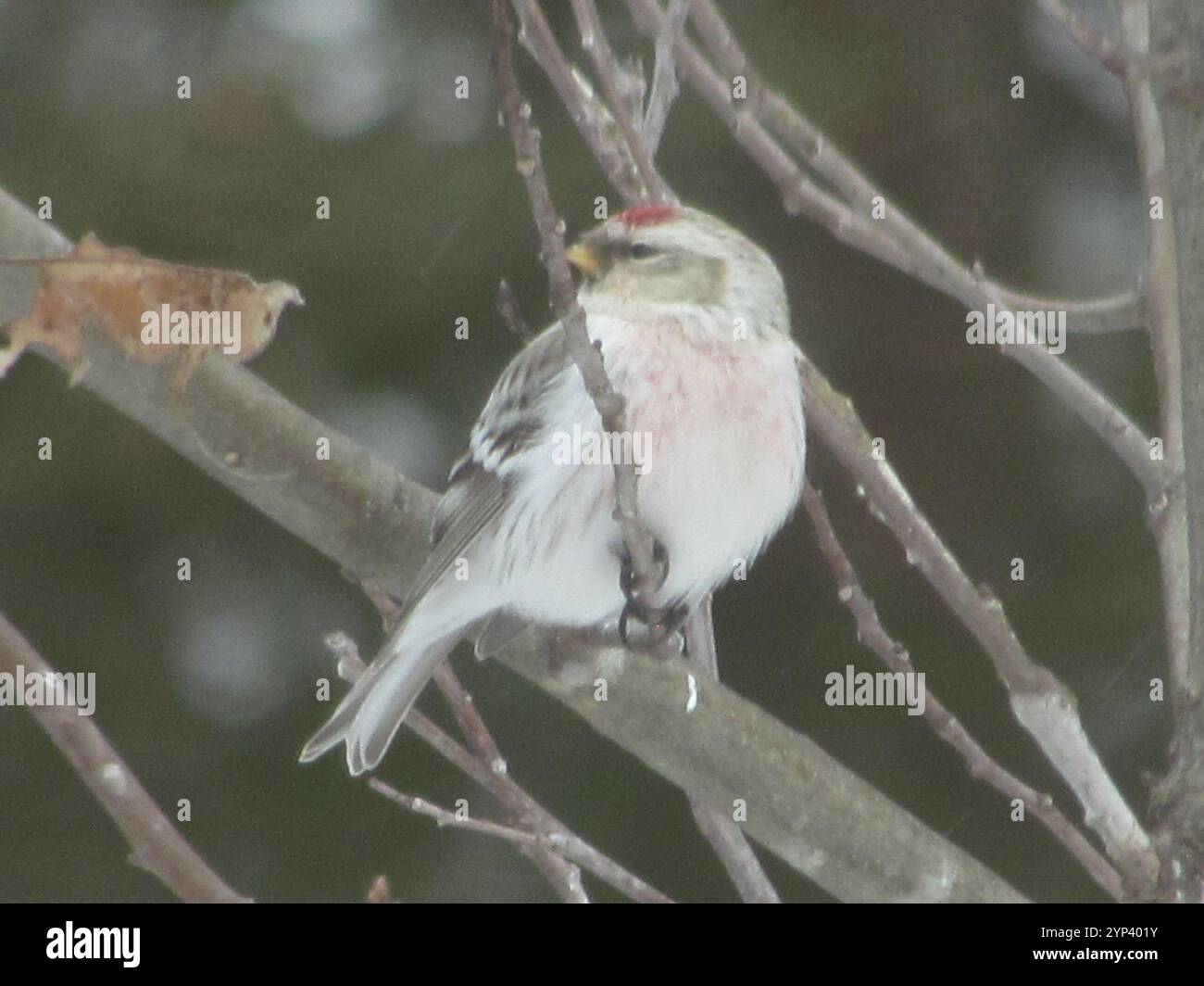 Horary Redpoll (Acanthis hornemanni) Stockfoto