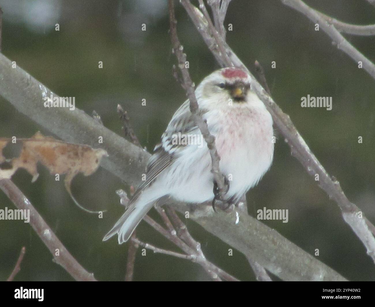 Horary Redpoll (Acanthis hornemanni) Stockfoto