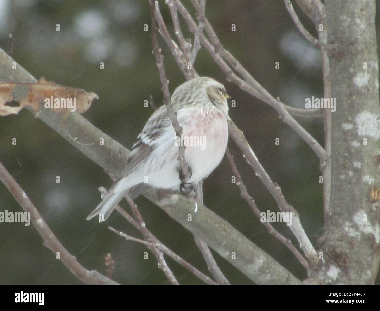 Horary Redpoll (Acanthis hornemanni) Stockfoto