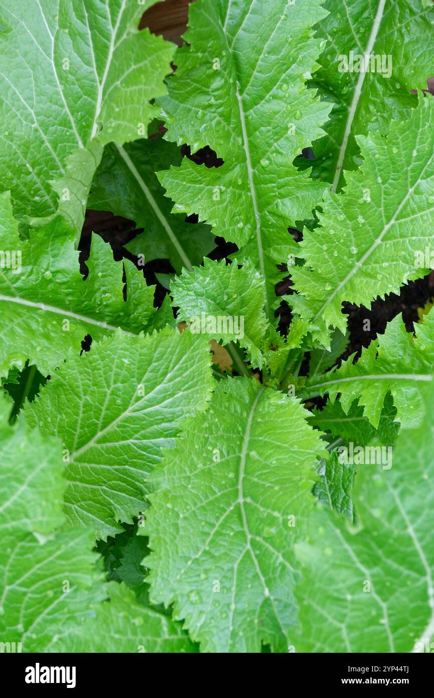Brassica juncea, chinesischer Senf, Dijon Senf, Gai Choi, Senfgrün im Schnee, gezahnte Kantenblätter, essbare Pflanze Stockfoto