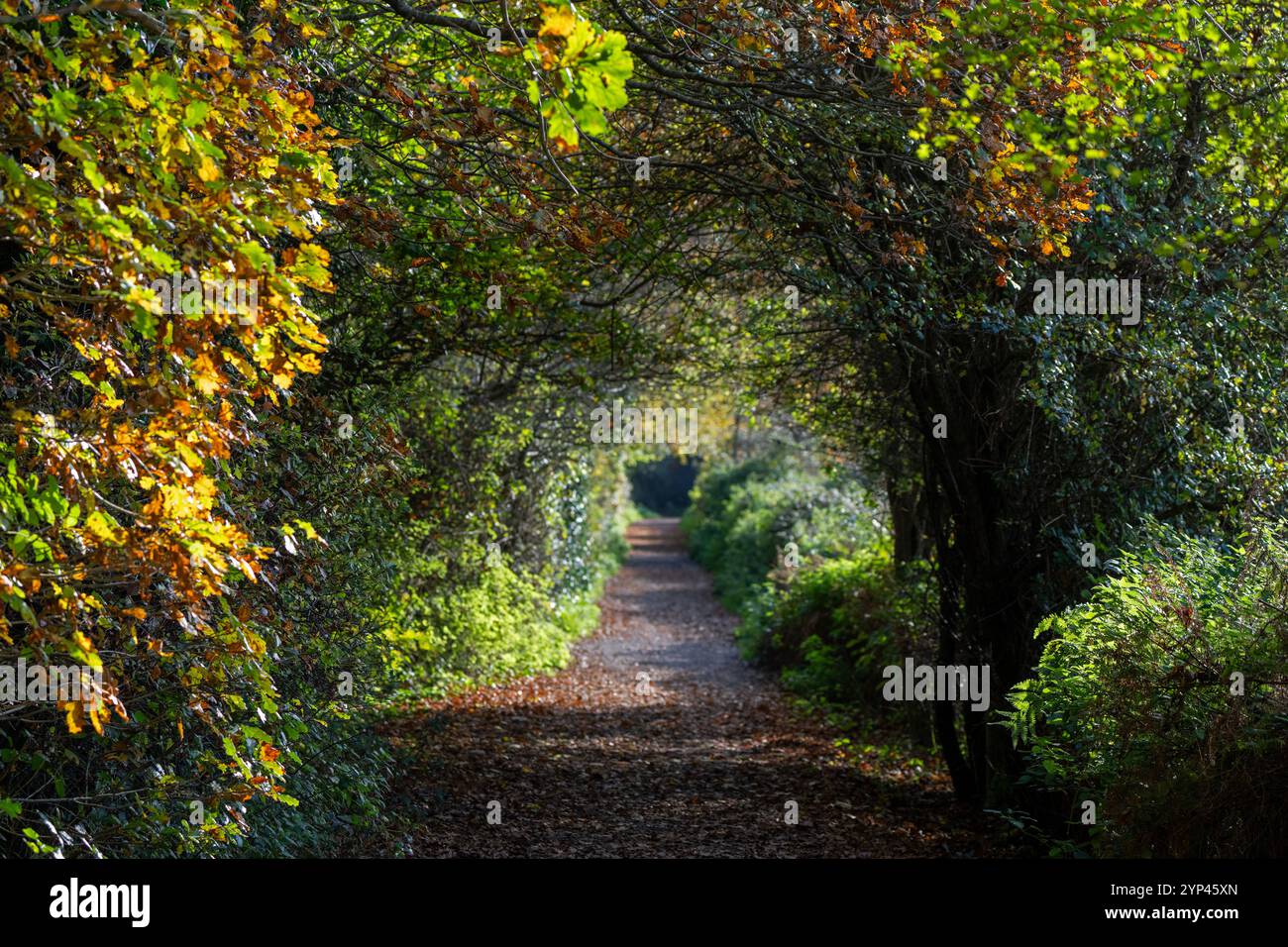 Ein Blick entlang des Downs Link, einer stillgelegten Eisenbahnstrecke, die heute im Herbst von Wanderer und Radfahrern genutzt wird. Henfiled West Sussex, Großbritannien Stockfoto