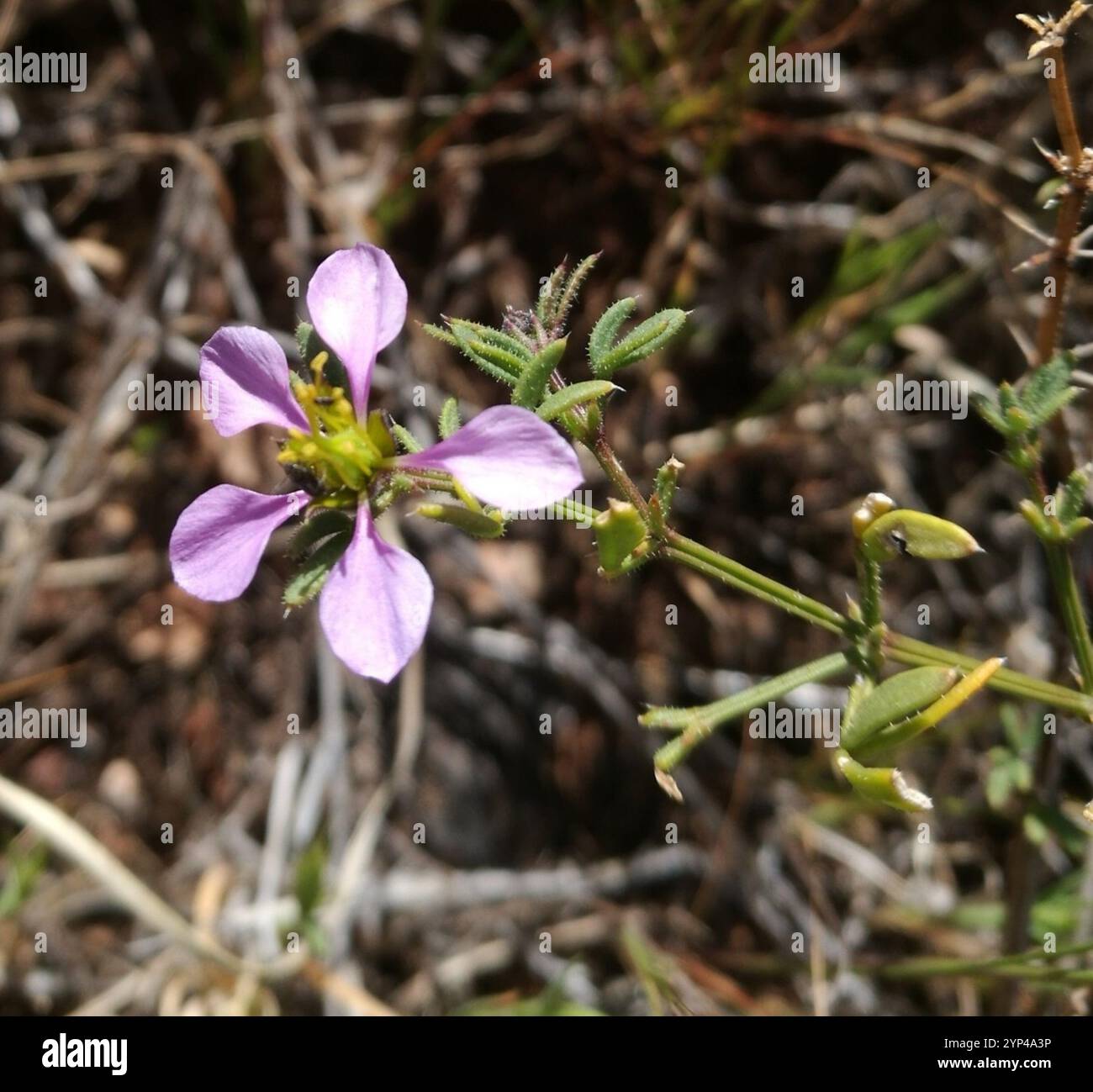 Virgin's Mantle (Fagonia cretica) Stockfoto