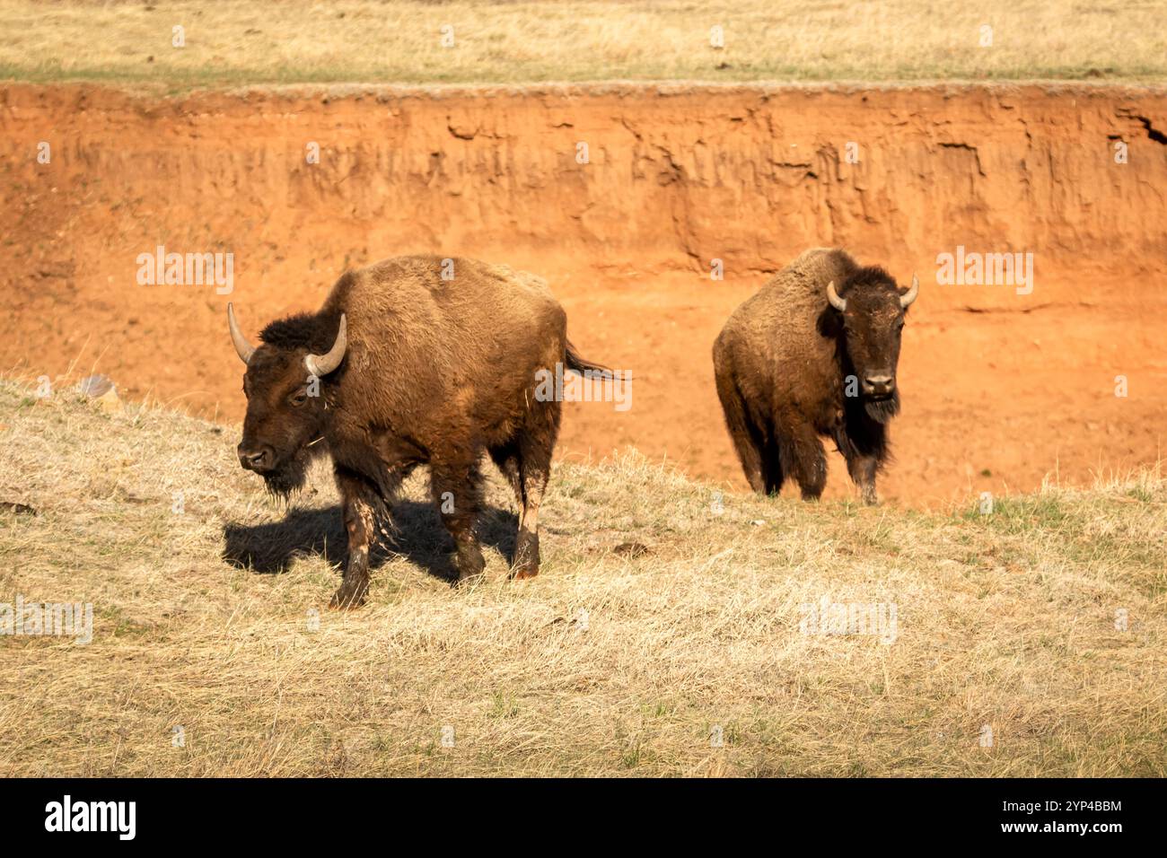 Two Wind Cave Bison kommt aus einem Unentschieden Stockfoto