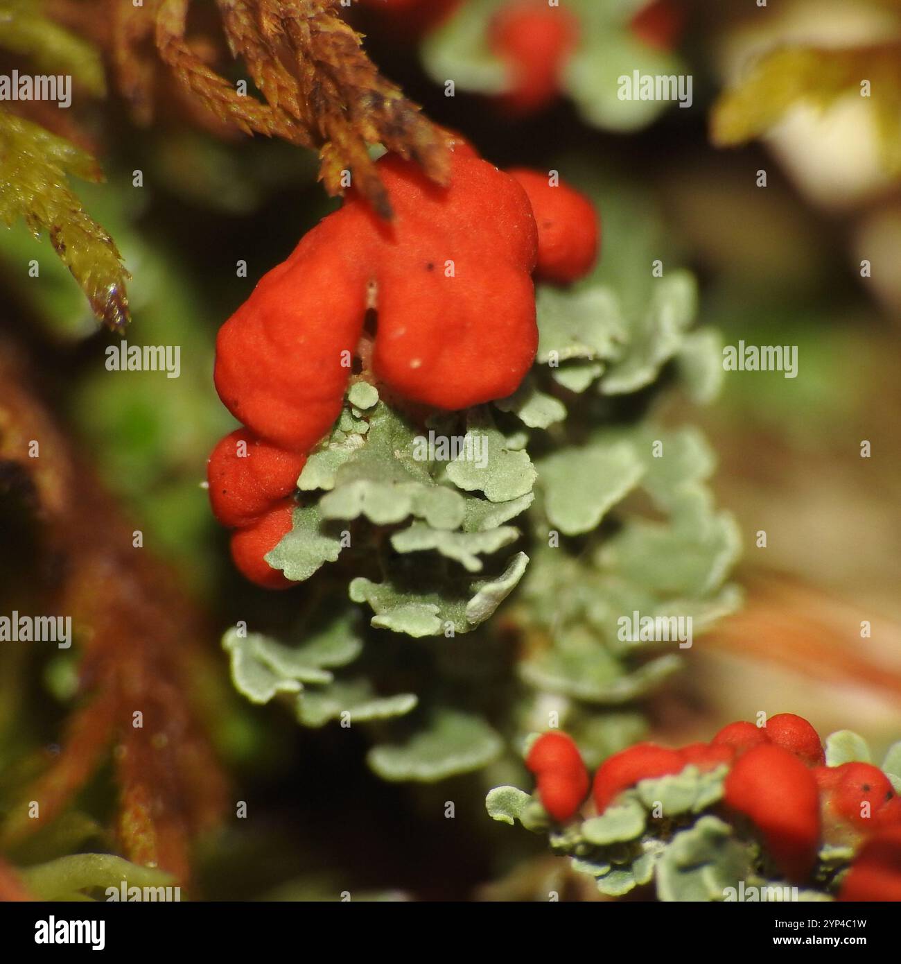 Britische Soldatenflechte (Cladonia cristatella) Stockfoto