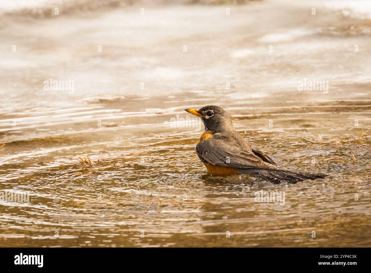 Frühjahrs-Robin-Baden im Icy Pool Stockfoto