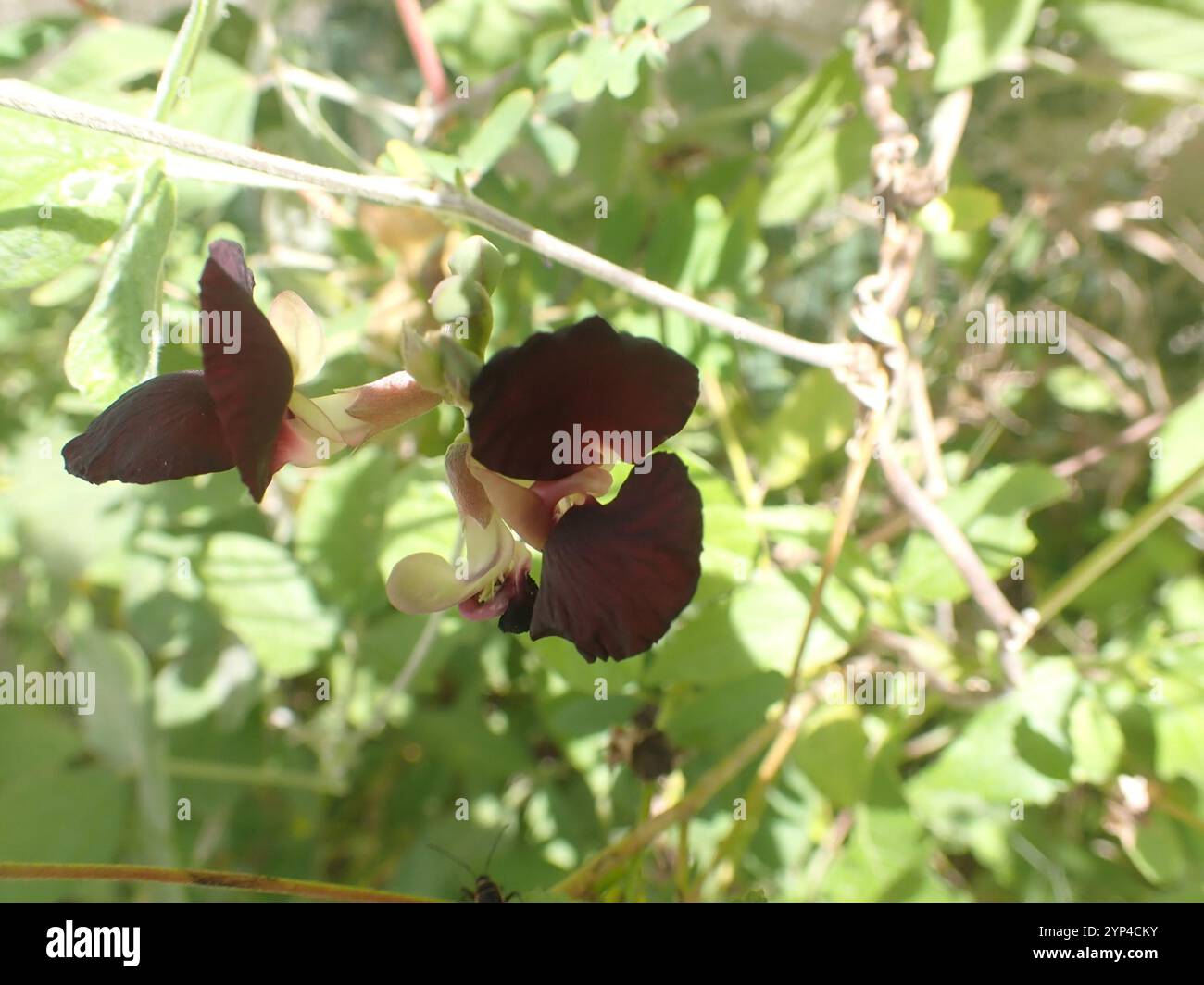 Violette Buschbohne (Macroptilium atropurpureum) Stockfoto