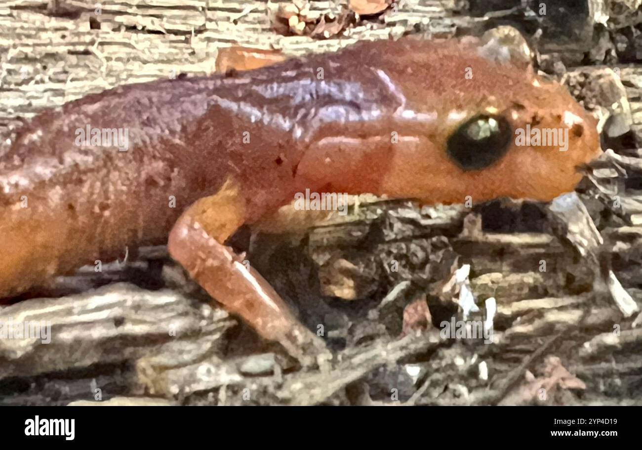 Ensatina mit gelbäugigen Augen (Ensatina eschscholtzii xanthoptica) Stockfoto