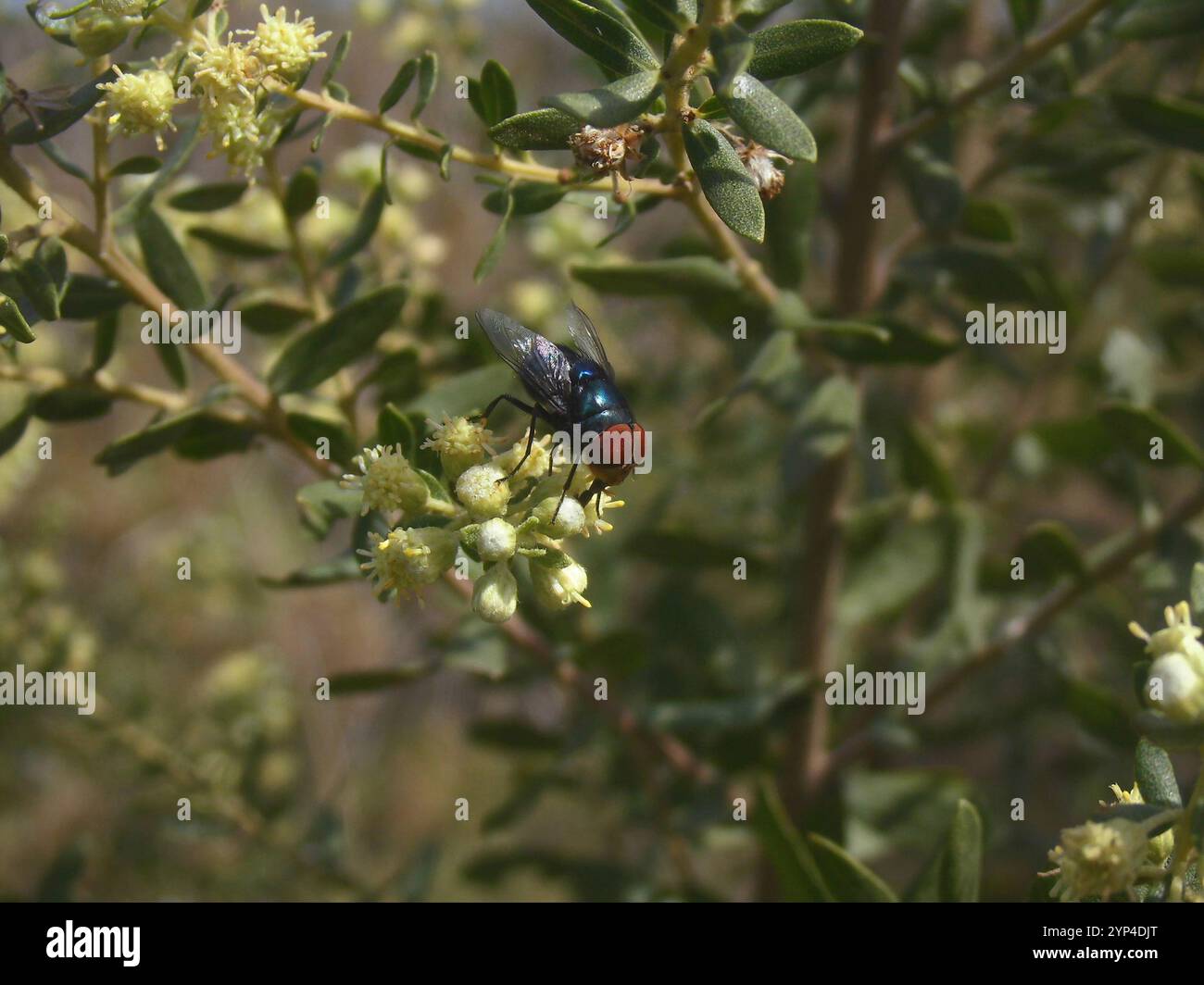 Orientalische Latrinenfliege (Chrysomya megacephala) Stockfoto