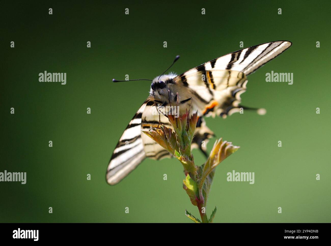 Bunter Schmetterling, Blumen sammeln Stockfoto