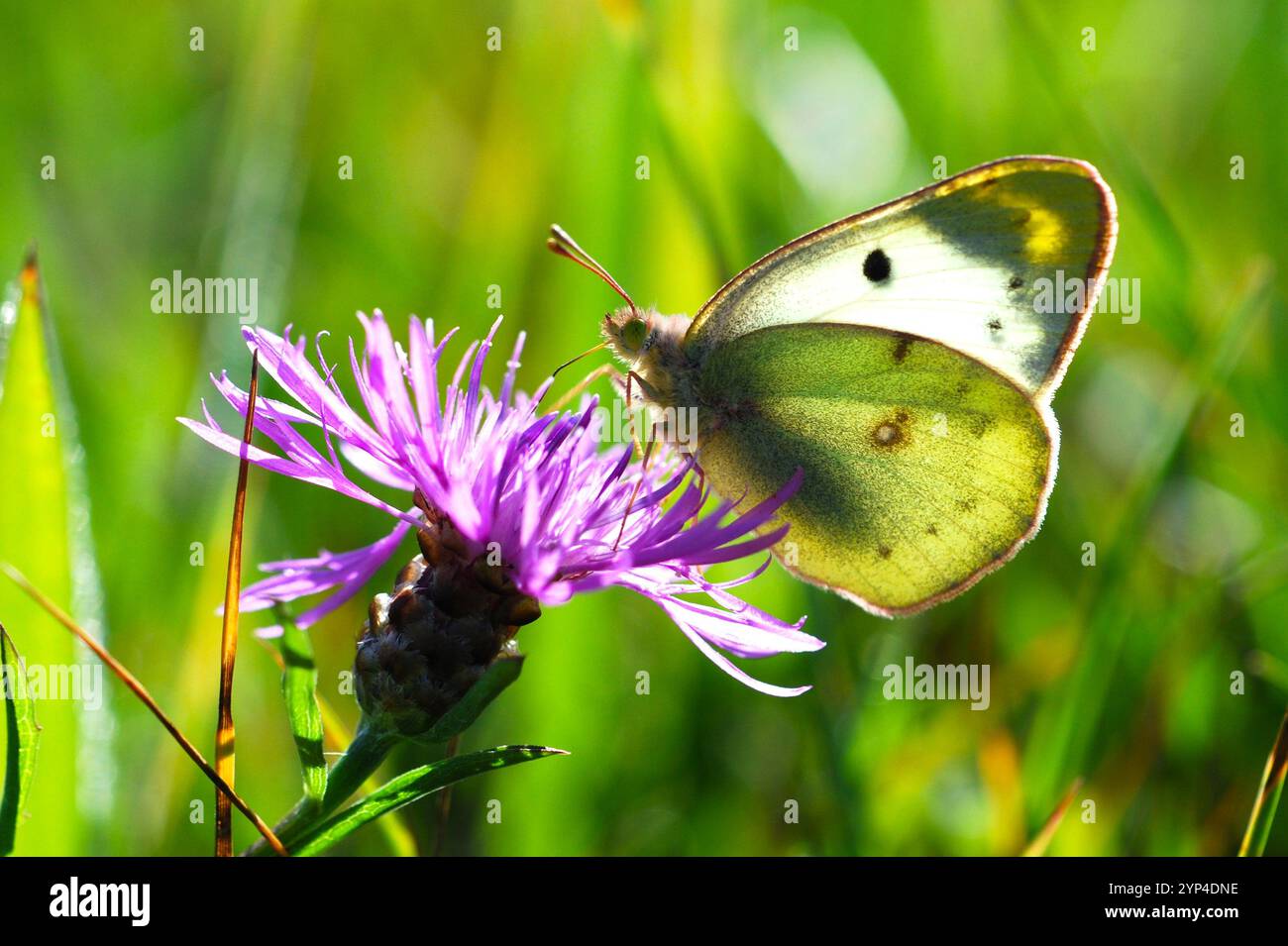 Bunter Schmetterling, Blumen sammeln Stockfoto