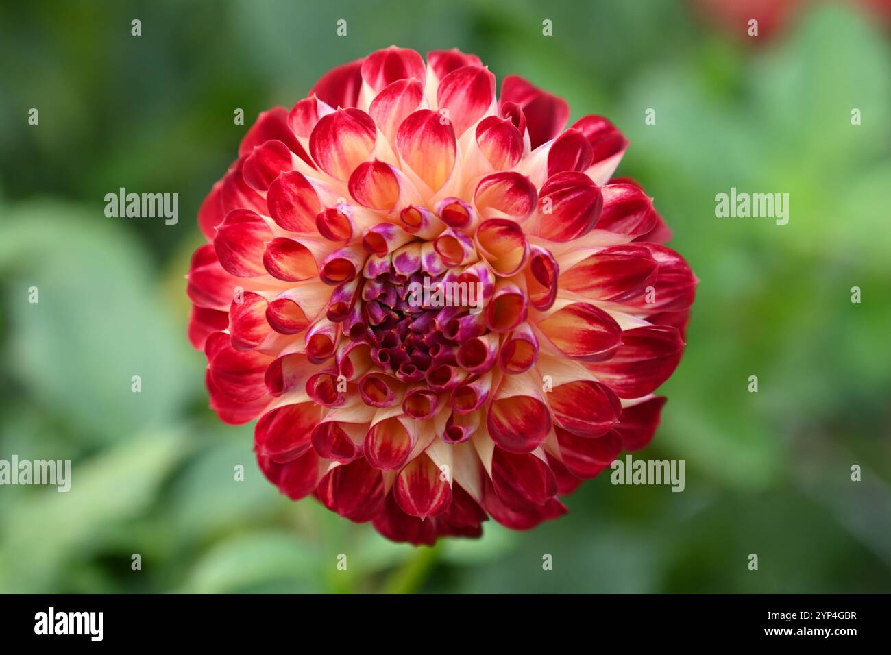 Bunte rote Herbstblumen von Pompon Dahlia Jowey Joshua UK Garten Oktober Stockfoto