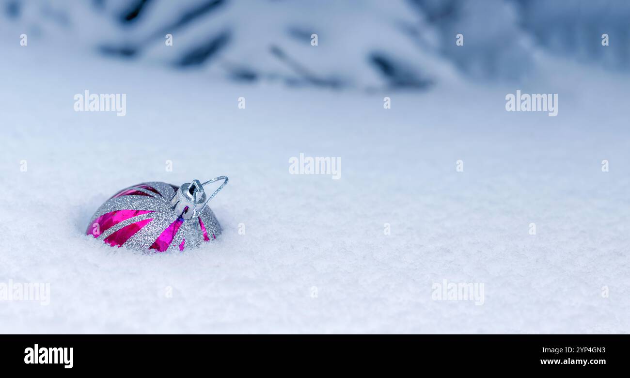 Die magentafarbene Weihnachtsbaumkugel fiel durch weißen losen, flauschigen Schnee in der Nähe lebender Tanne. Banner, Copyspace. Stockfoto
