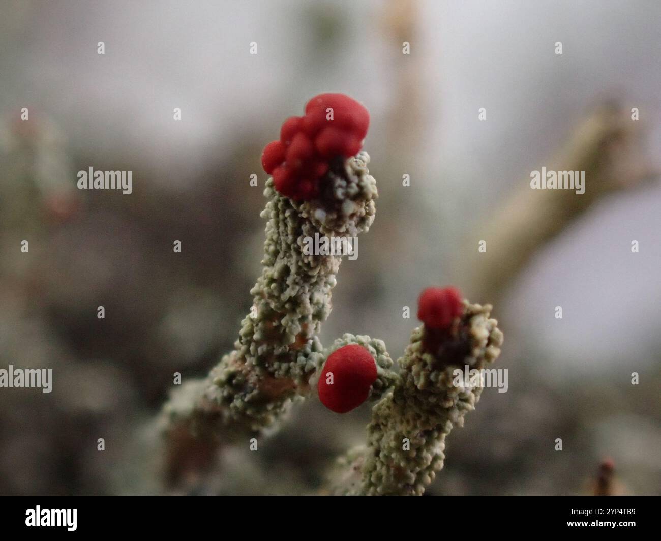 Britische Soldaten Flechten (Cladonia floerkeana) Stockfoto