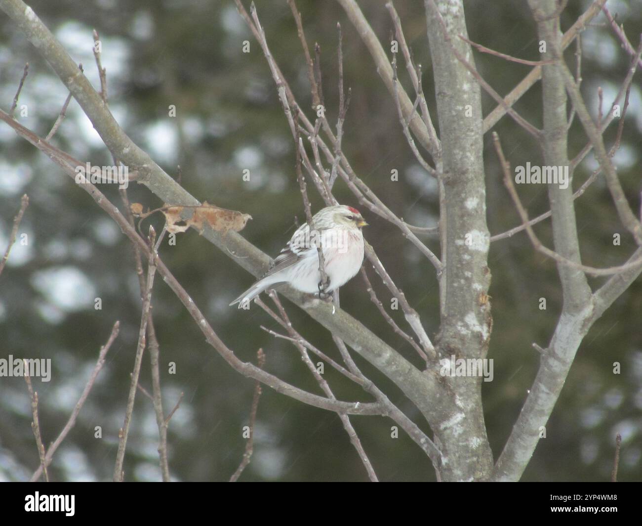 Horary Redpoll (Acanthis hornemanni) Stockfoto