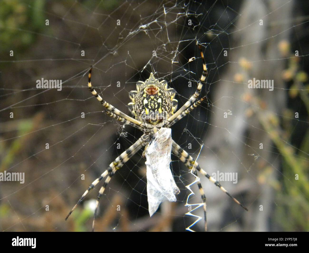 Common Garden Orbweb Spider (Argiope australis) Stockfoto