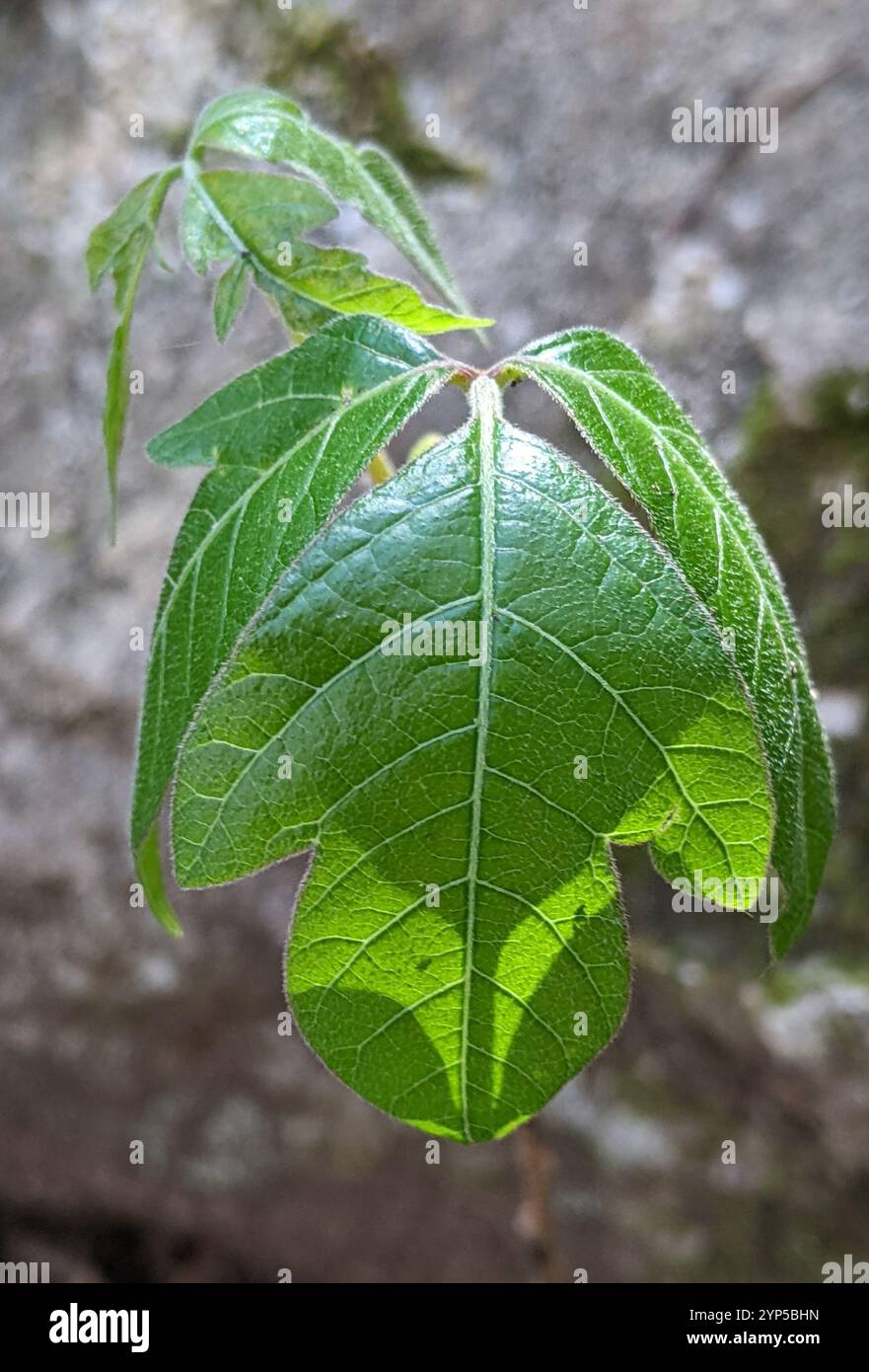 Atlantische Gifteiche (Toxicodendron pubescens) Stockfoto