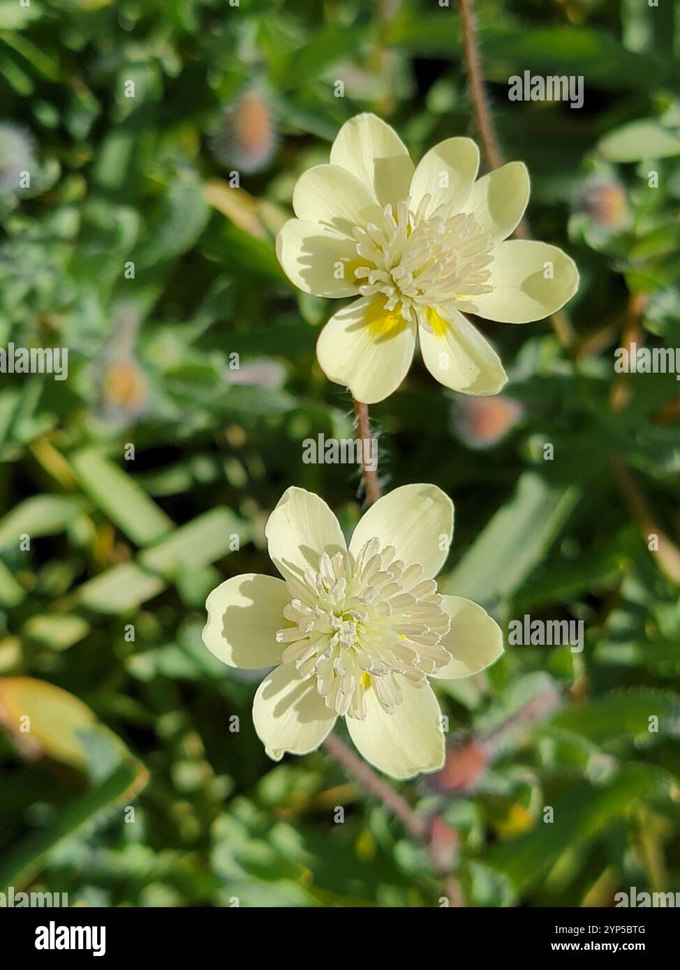 Creambecher (Platystemon californicus) Stockfoto