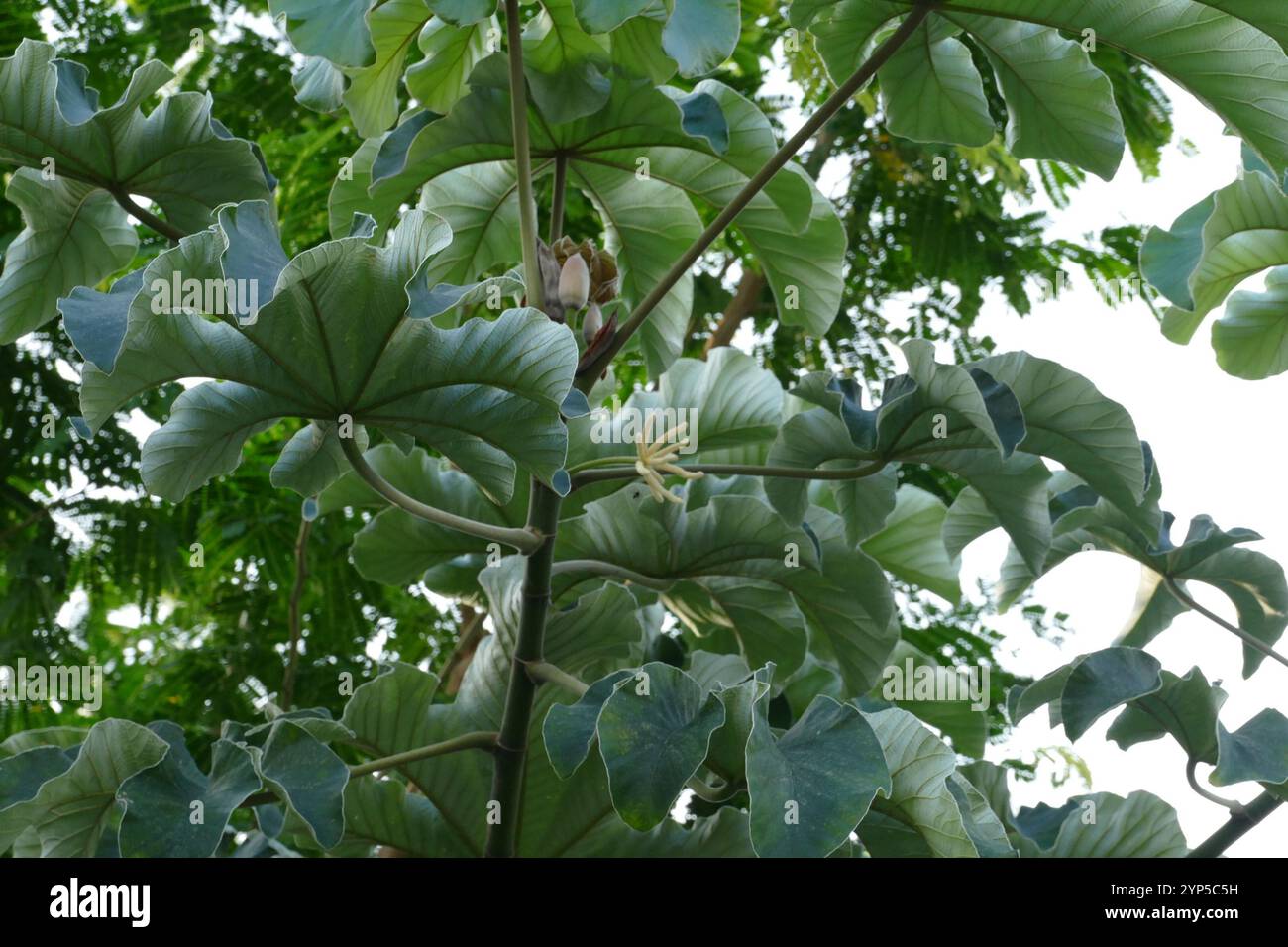 Trompetenbaum (Cecropia peltata) Stockfoto