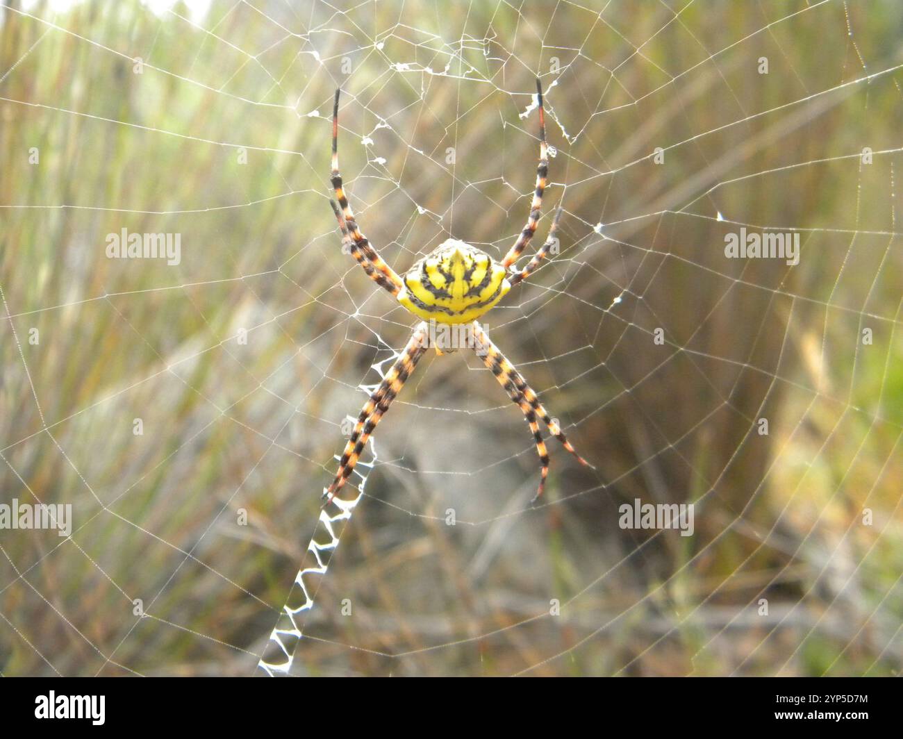 Common Garden Orbweb Spider (Argiope australis) Stockfoto
