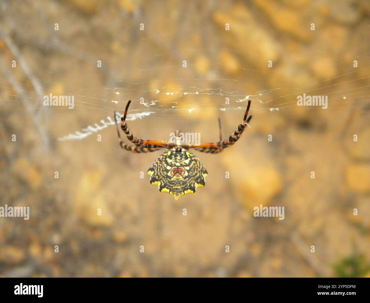 Common Garden Orbweb Spider (Argiope australis) Stockfoto