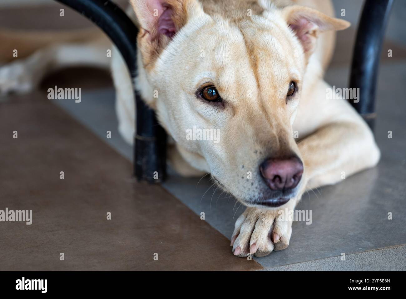 Süßer, hellbrauner Hund legt seinen Kopf und blickt ruhig mit seelenvollen Augen. Ein friedliches Haustier-Porträt. Stockfoto