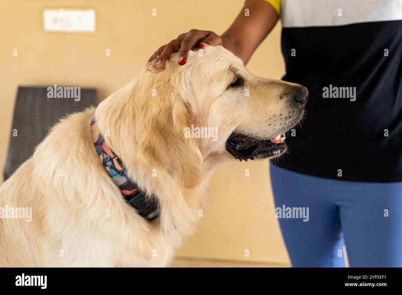 Die Hand einer Frau streichelt sanft den Kopf eines goldenen Retrievers, ein Moment friedlicher Verbindung zwischen Mensch und Tier. Stockfoto